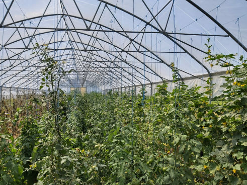 Posebna nega rastlin