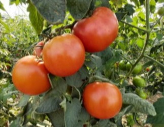 Paradiznik v rasti